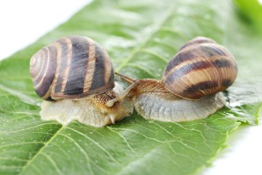 Yeşil yaprak üzerinde kahverengi salyangoz