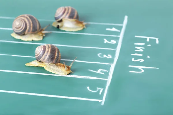 Caracóis correr para a linha de chegada — Fotografia de Stock