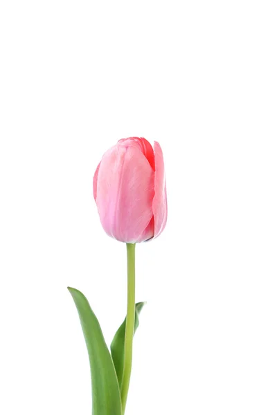 Tulipe rose sur fond blanc — Photo