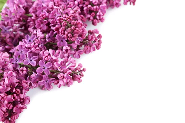 Bunga lilac mekar terisolasi — Stok Foto