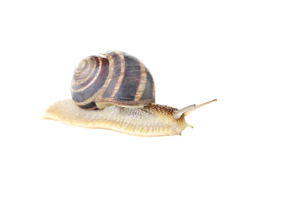 Brown snail isolated on a white — Stock Photo, Image