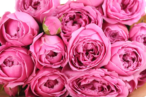 Beautiful pink roses background — Stock Photo, Image