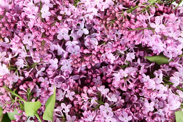 Цветущие фиолетовые сиреневые цветы — стоковое фото
