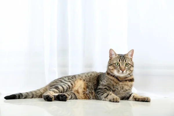 Gato bonito deitado no chão — Fotografia de Stock