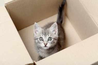 Güzel küçük kedi