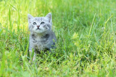 Yeşil çim güzel küçük kedi