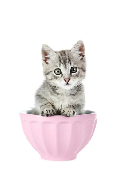 Beau chat assis dans un bol — Photo