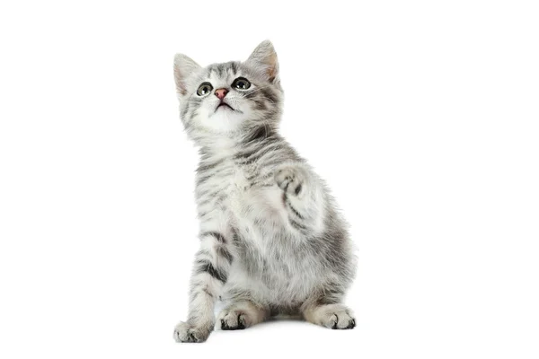 Güzel kedi izole — Stok fotoğraf