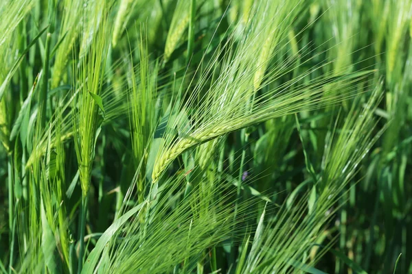 Campo di grano verde — Foto Stock