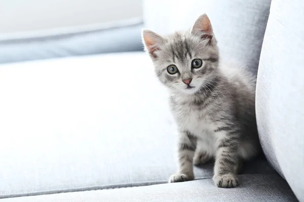 Bellissimo piccolo gatto — Foto Stock