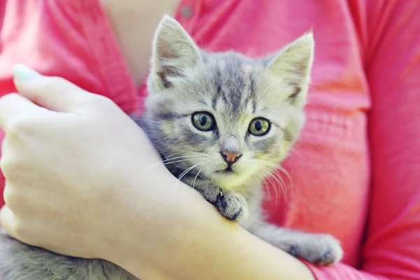 Beau petit chat sur les mains féminines — Photo