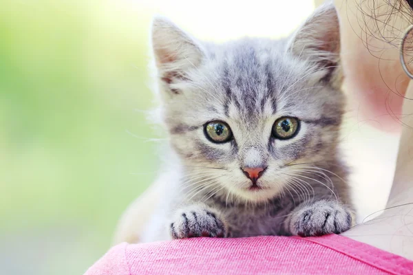Beautiful little cat on female shoulder — Stock Photo, Image