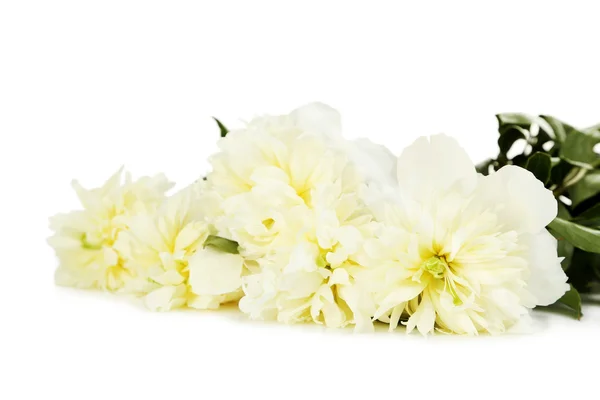 Bukett vit pion blommor — Stockfoto