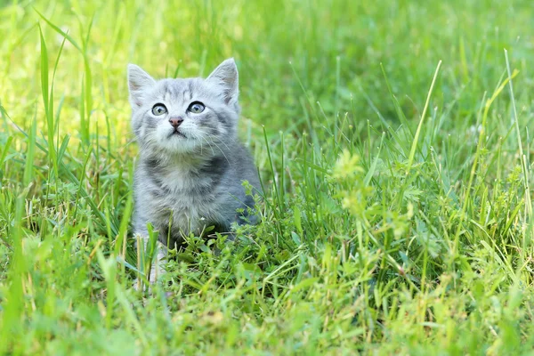 Hermoso gatito en hierba verde —  Fotos de Stock