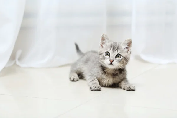 Красивая маленькая кошка — стоковое фото