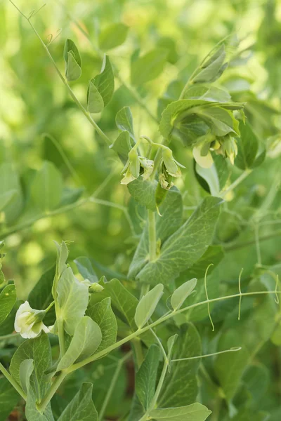 Ervilhas verdes no jardim — Fotografia de Stock