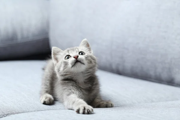 Beautiful little cat — Stock Photo, Image