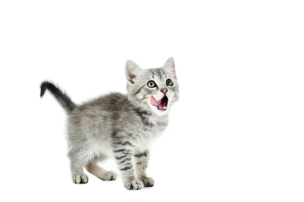 Beautiful cat isolated — Stock Photo, Image