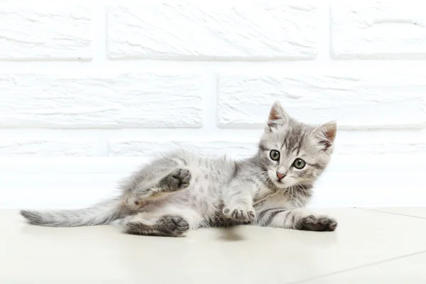 Beautiful little cat on floor — Stock Photo, Image