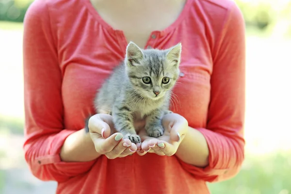 Mooie kleine kat op vrouwelijke handen — Stockfoto