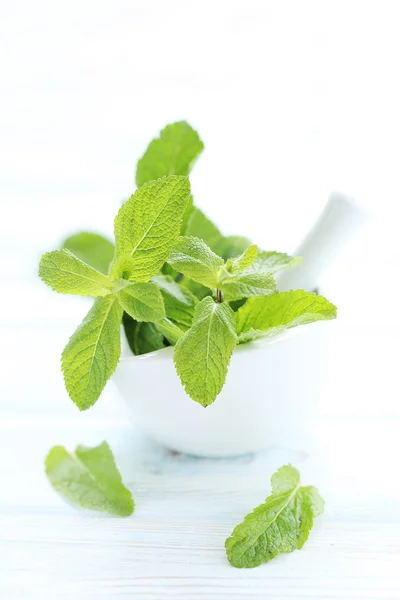 Daun mint segar pada warna putih — Stok Foto