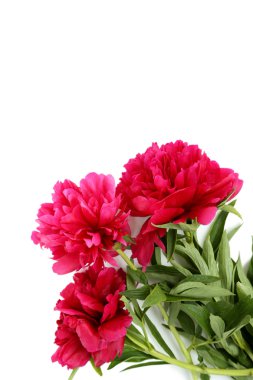 Kırmızı Şakayık çiçekleri buketi