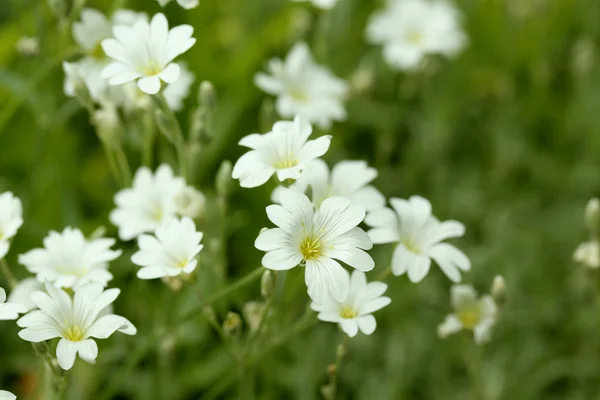 Flores brancas da primavera ao ar livre — Fotografia de Stock