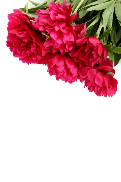 Csokor piros bazsarózsa virágok — Stock Fotó