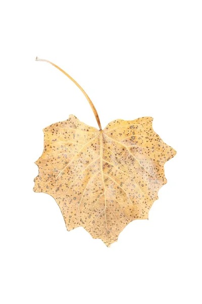 Trockenes Blatt isoliert — Stockfoto