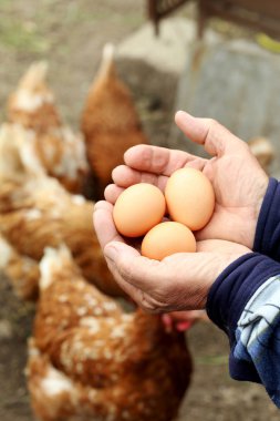 Eski erkek holding yumurta eller