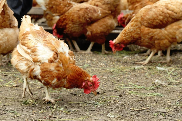 Galline brune all'aperto — Foto Stock