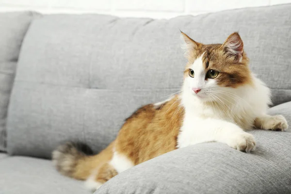 Beautiful cat on a grey sofa