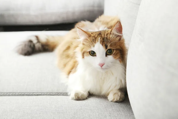 Όμορφη γάτα σε ένα γκρι καναπέ — Φωτογραφία Αρχείου