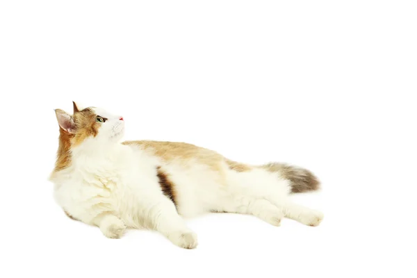 Mooie kat geïsoleerd — Stockfoto