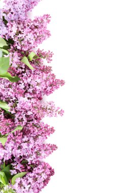 Lila çiçek açan çiçekler izole