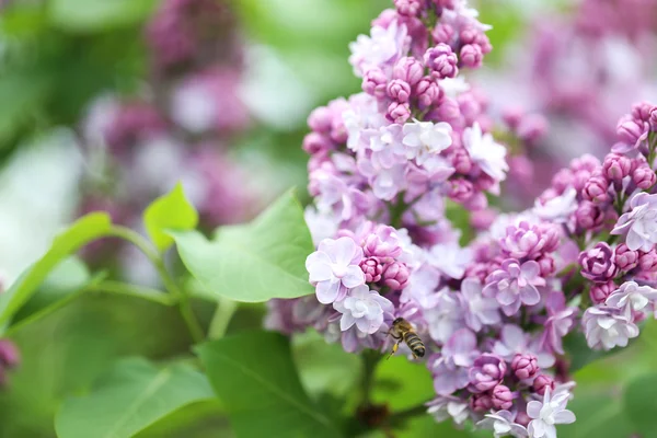 花园里盛开的紫丁香花 — 图库照片