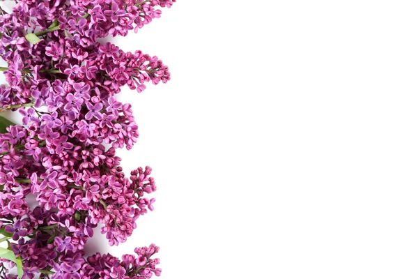 Квітучі бузкові квіти ізольовані — стокове фото