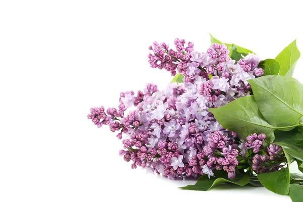 Blommande ljuslila blommor isolerade — Stockfoto