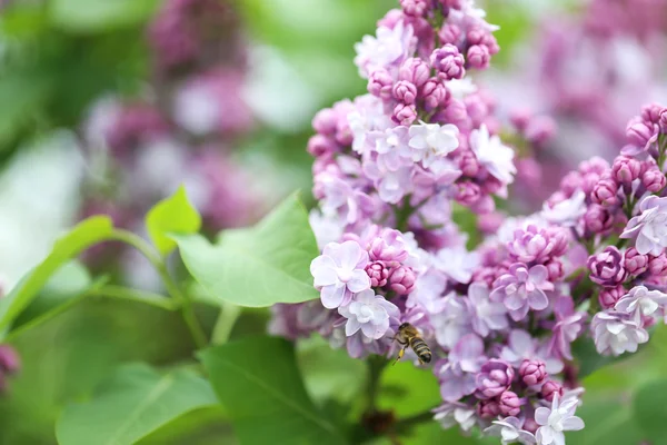 Blooming lilac flowers in the garden Stock Picture