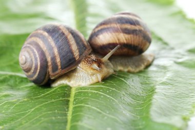 Yeşil yaprak üzerinde kahverengi salyangoz