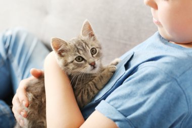 Çocuk yavru kedi gri Divan ile
