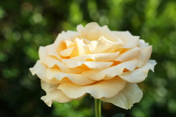 Beautiful yellow rose — Stock Photo, Image