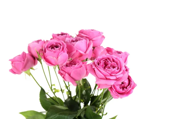 Beautiful pink roses isolated — Stock Photo, Image