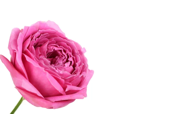 Vacker Rosa Ros isolerade — Stockfoto