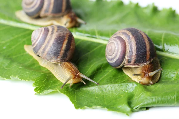 Braune Schnecken auf grünem Blatt — Stockfoto