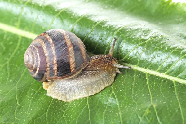 Chiocciola marrone su foglia verde — Foto Stock