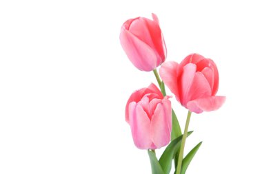Beyaz arkaplanda pembe laleler