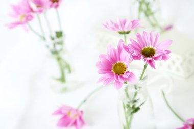 pembe kasımpatı çiçekleri