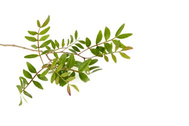 Yeşil izole yapraklar