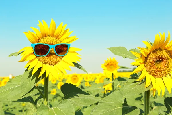 Sonnenblume mit Sonnenbrille — Stockfoto